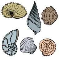 vector illustration silhouettes of shells