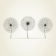 Three dandelions