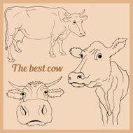 Vector drawing cow N2