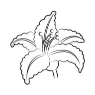 Flower N97