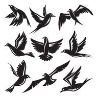 set of birds