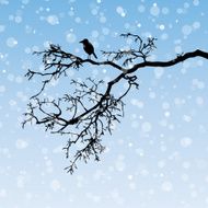Raven on a branch