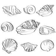 Set seashells outline
