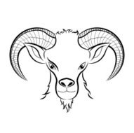Goat N34