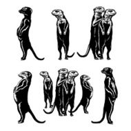 collection of drawings meerkats