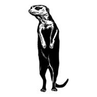 meerkat stretched neck