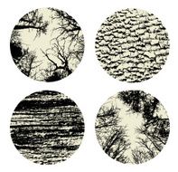 Set of four textures nature Trees and bark Isolated