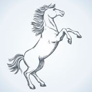 Horse began to buck Vector drawing