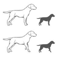 Dog in different poses isolated on white background