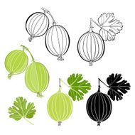 Set of gooseberry isolated on white background