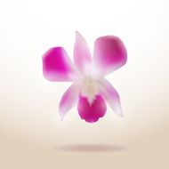 Beautiful Orchid isolated on white background Vector N2
