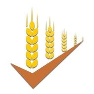 Wheat Icon - illustration