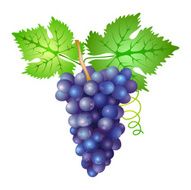 grapes branch