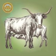 cow and her calf N2