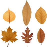 Collections leaves dried