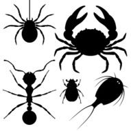 Invertebrata