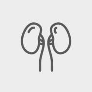 Human kidney thin line icon N2