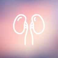 Human kidney thin line icon N3
