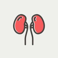 Human kidney thin line icon N4