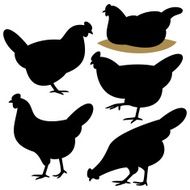 Chicken N21