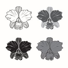 Vector set of orchids isolated on white background N5