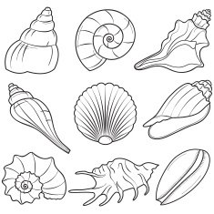 seashells N4