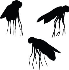 bug fly silhouette N4