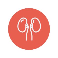 Human kidney thin line icon