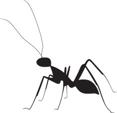 Ant Silhouette N7
