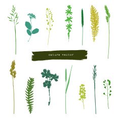 Summer herbs silhouettes