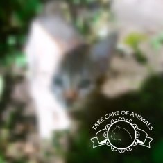 Take care of animals (cat)
