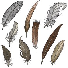 vector silhouette of different feathers N2