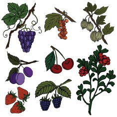 Vector silhouette of different berries N2