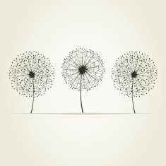 Three dandelions