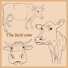 Vector drawing cow N2