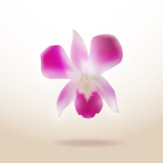 Beautiful Orchid isolated on white background Vector N2