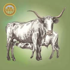 cow and her calf N2