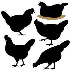 Chicken N21