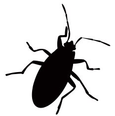 Bug silhouette