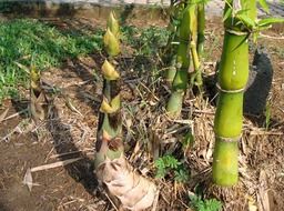 green shoot of the bamboo