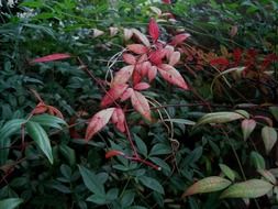 closeup picture of the red and green oblong leaves