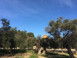 golden dome of temple behind olive trees, israel