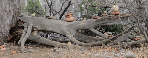 fallen tree on buddha beach in arizona