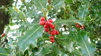 closeup photo of the holly berries