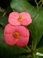 Milius Euphorbia close up