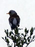 blue bird on a tree branch