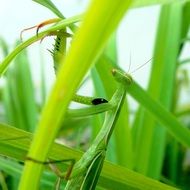 insects mantis