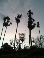 silhouettes of palm trees on saba beach