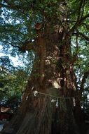 camphor tree like a sacred tree