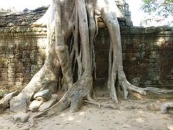 Cambodia temple, famous tree